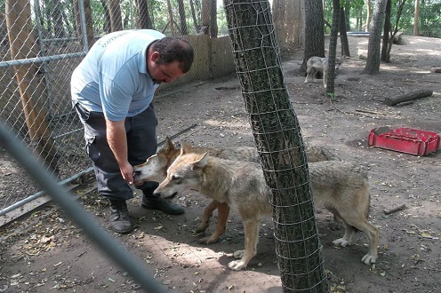 Ismerkedés a farkasokkal - Fotó: Fővárosi Bv. Intézet
