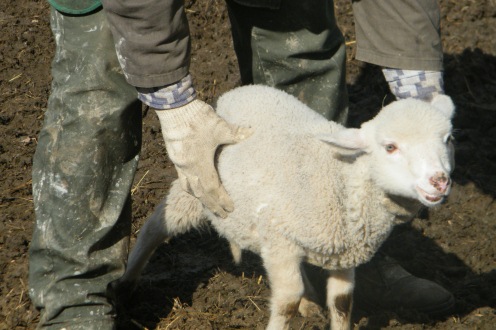 Húsvéti bárány. Forrás: Márianosztrai Fegyház és Börtön
